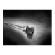 Kellermann Atto® WL Dark black with strongly tinted glass
